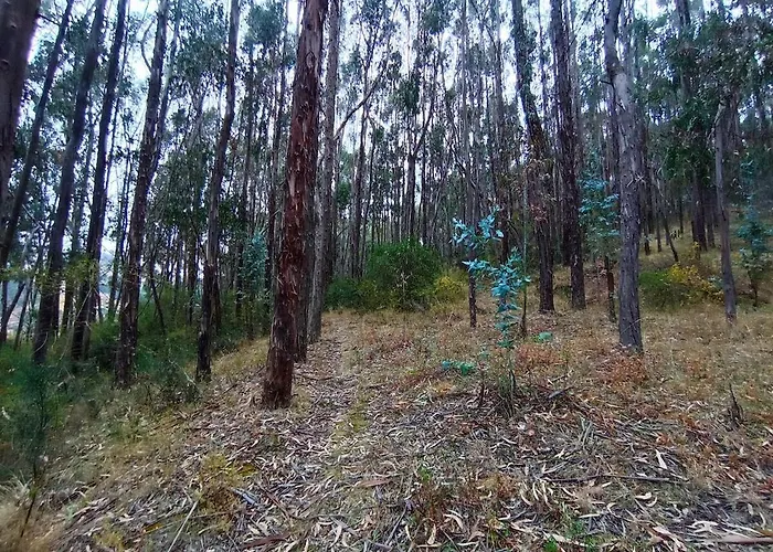 Forest Gem, 1 Min To Sacsayhuaman, Near The Main Square * Cusco