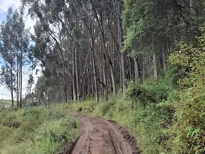 Forest Gem, 1 Min To Sacsayhuaman, Near The Main Square Chalet *